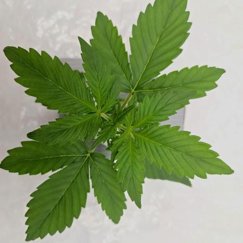 NFT Led Auto AK47 Serious Seeds. Week 2