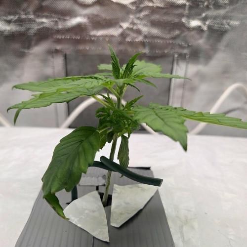 NFT Led Auto AK47 Serious Seeds. Week 2