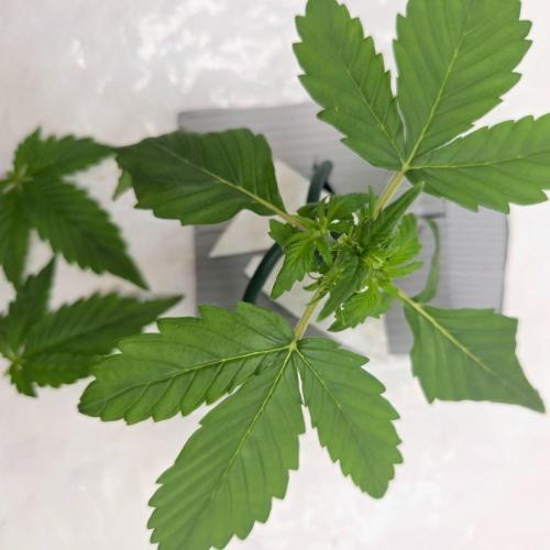 NFT Led Auto AK47 Serious Seeds. Week 2