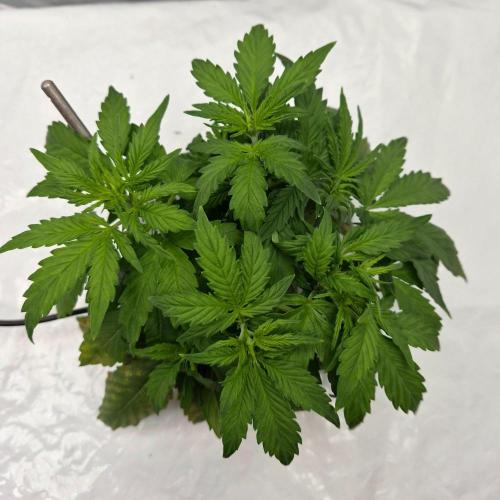 NFT Led Auto AK47 Serious Seeds. Week 3