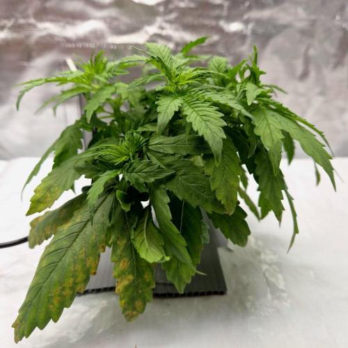 NFT Led Auto AK47 Serious Seeds. Week 3