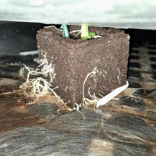 NFT Led Auto AK47 Serious Seeds. Week 3