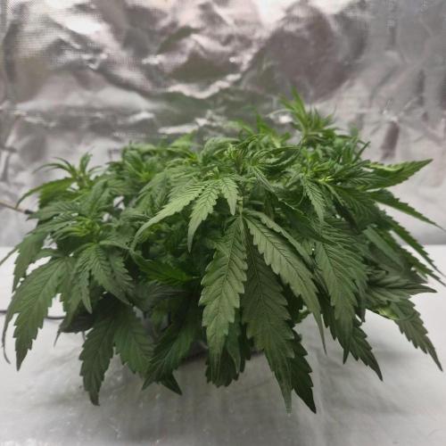 NFT Led Auto AK47 Serious Seeds. Week 4