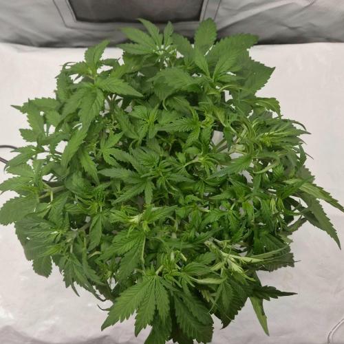 NFT Led Auto AK47 Serious Seeds. Week 4