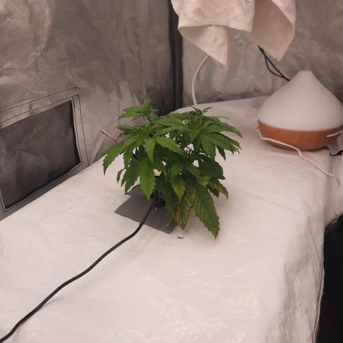NFT Led Auto AK47 Serious Seeds