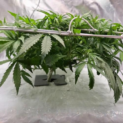 NFT Led Auto AK47 Serious Seeds. Week 5