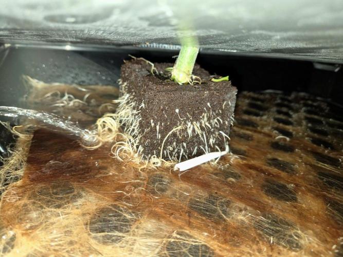 NFT Led Auto AK47 Serious Seeds. Week 5