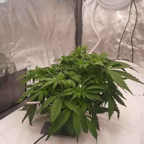 NFT Led Auto AK47 Serious Seeds