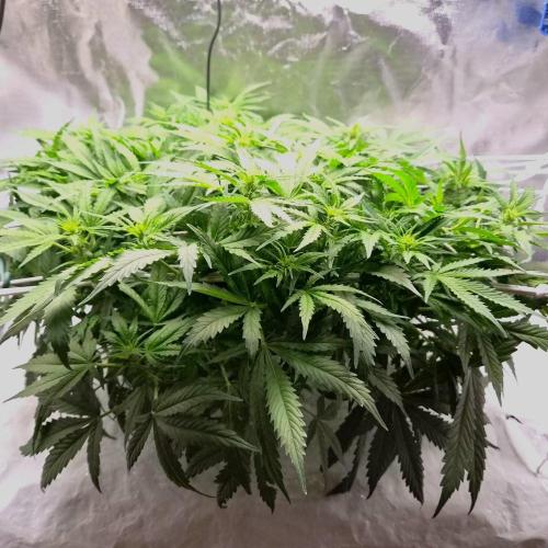 NFT Led Auto AK47 Serious Seeds. Week 6