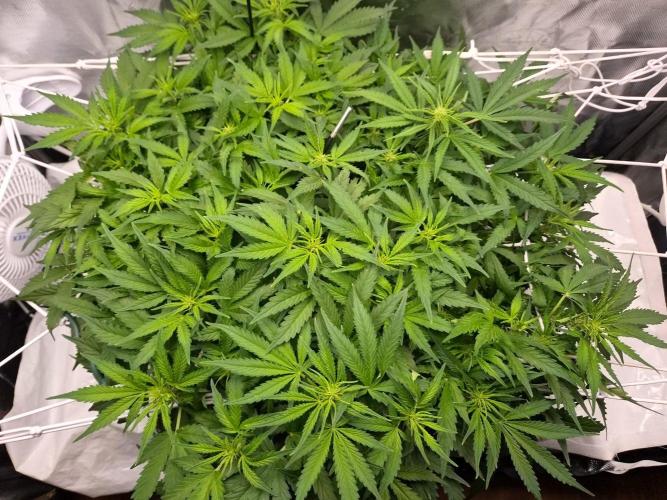 NFT Led Auto AK47 Serious Seeds. Week 6