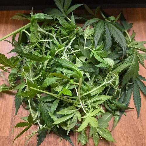 NFT Led Auto AK47 Serious Seeds. Week 6