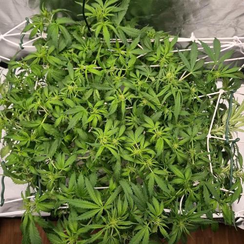 NFT Led Auto AK47 Serious Seeds. Week 6