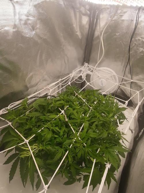 NFT Led Auto AK47 Serious Seeds