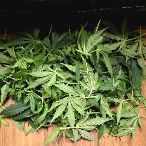NFT Led Auto AK47 Serious Seeds. Week 7