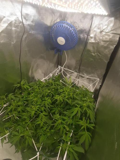 NFT Led Auto AK47 Serious Seeds