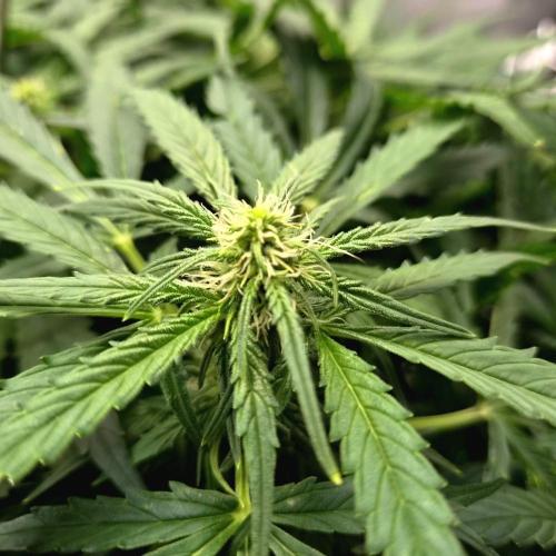 NFT Led Auto AK47 Serious Seeds. Week 7