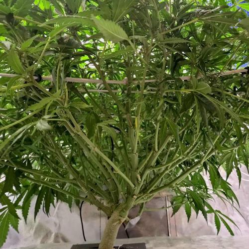 NFT Led Auto AK47 Serious Seeds. Week 7