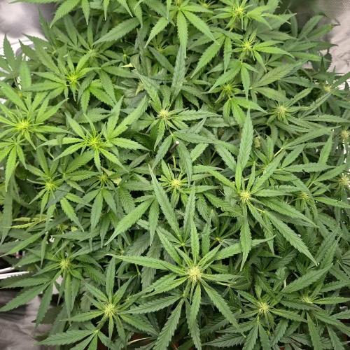 NFT Led Auto AK47 Serious Seeds. Week 7 - bushy again in 3 days