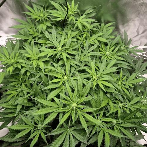 NFT Led Auto AK47 Serious Seeds. Week 7 - before defoliation