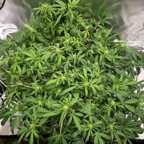 NFT Led Auto AK47 Serious Seeds. Week 7 - after defoliation