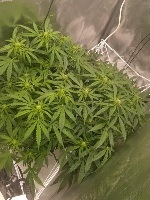 NFT Led Auto AK47 Serious Seeds