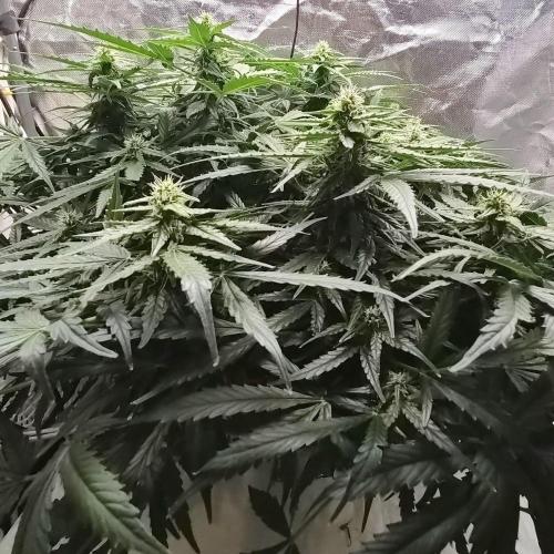 NFT Led Auto AK47 Serious Seeds. Week 8