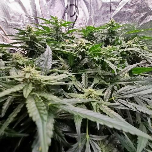 NFT Led Auto AK47 Serious Seeds. Week 8