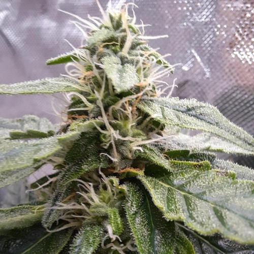 NFT Led Auto AK47 Serious Seeds. Week 9