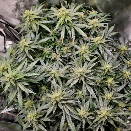NFT Led Auto AK47 Serious Seeds. Week 9