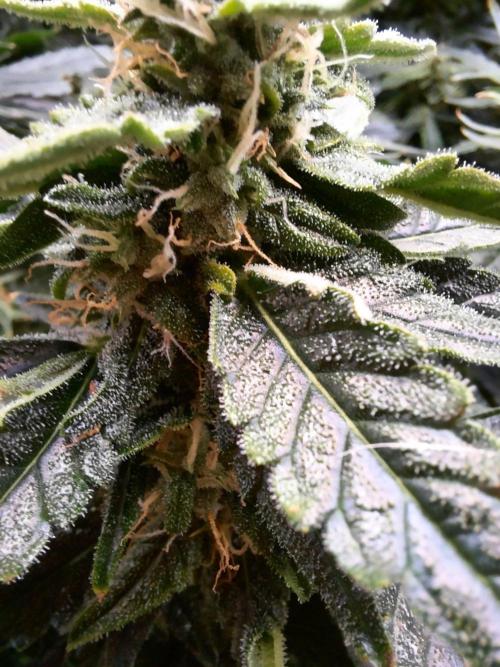 NFT Led Auto AK47 Serious Seeds. Week 9