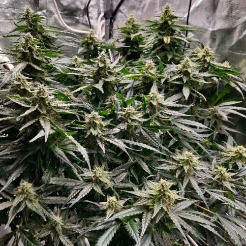 NFT Led Auto AK47 Serious Seeds. Week 9