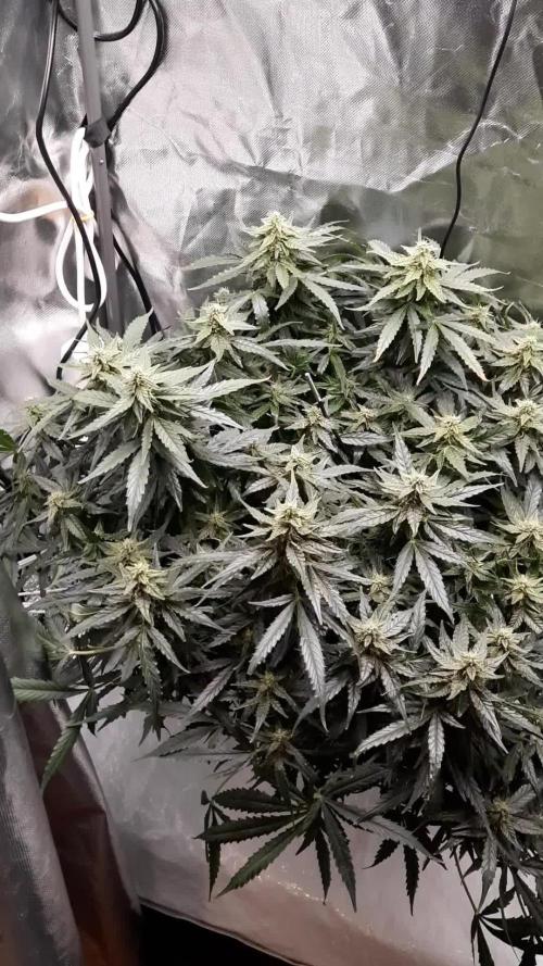 NFT Led Auto AK47 Serious Seeds