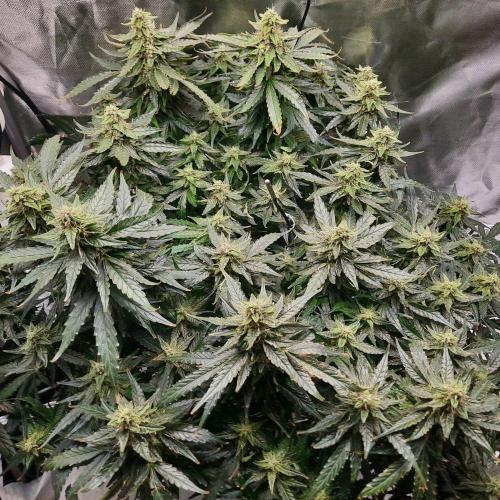 NFT Led Auto AK47 Serious Seeds. Week 10