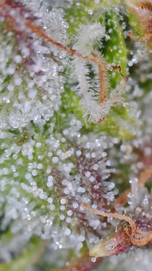 NFT Led Auto AK47 Serious Seeds. Week 12