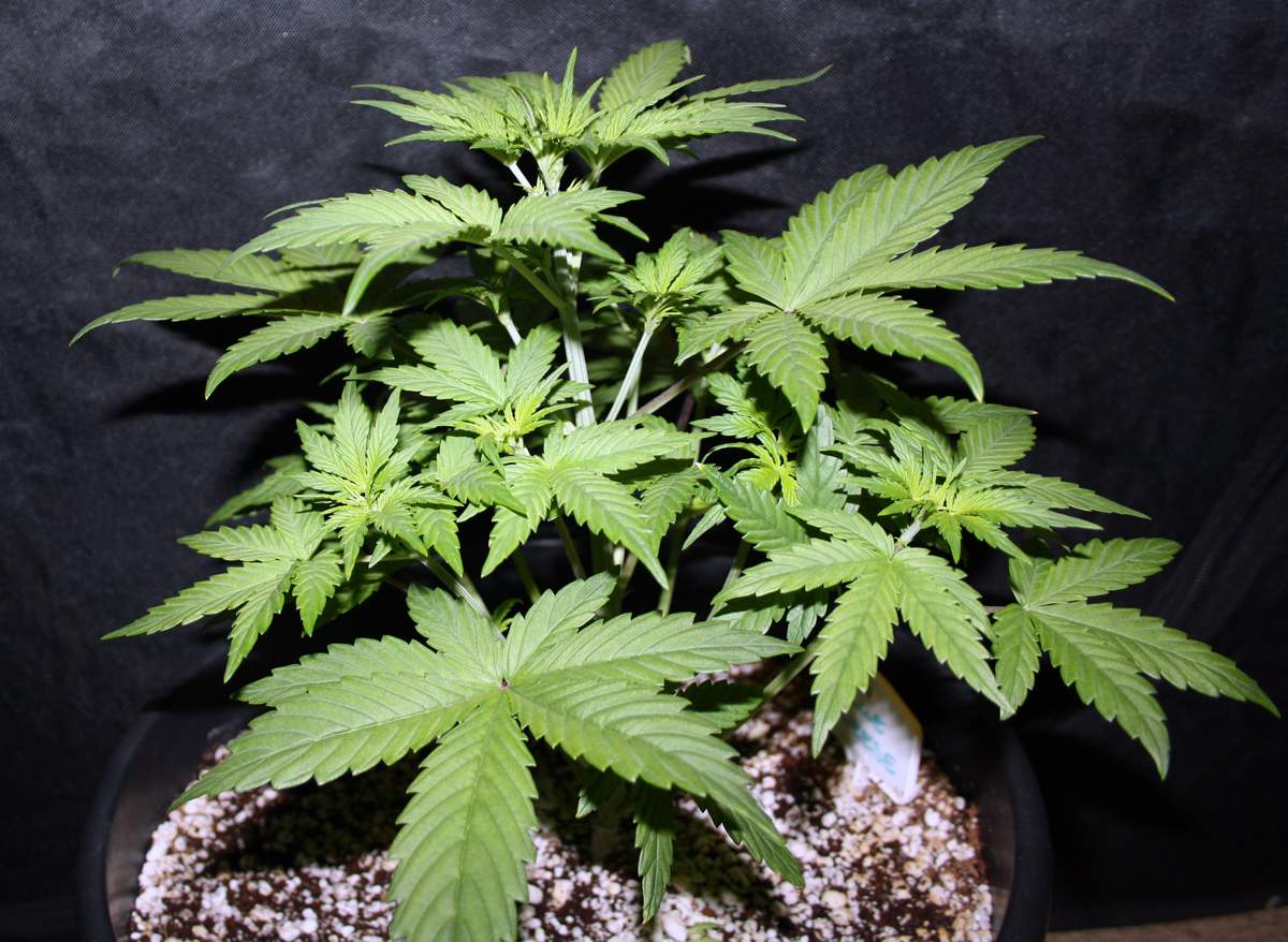 Dinafem Blue Cheese Autoflowering grow diary (journal) week5 by