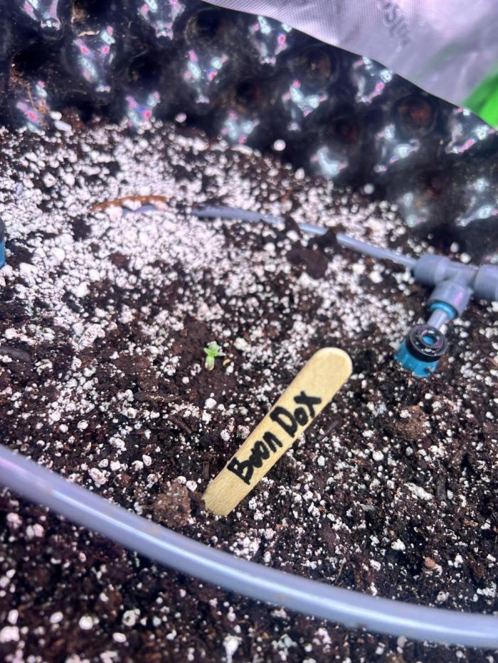 Boondox Glue. Week 1