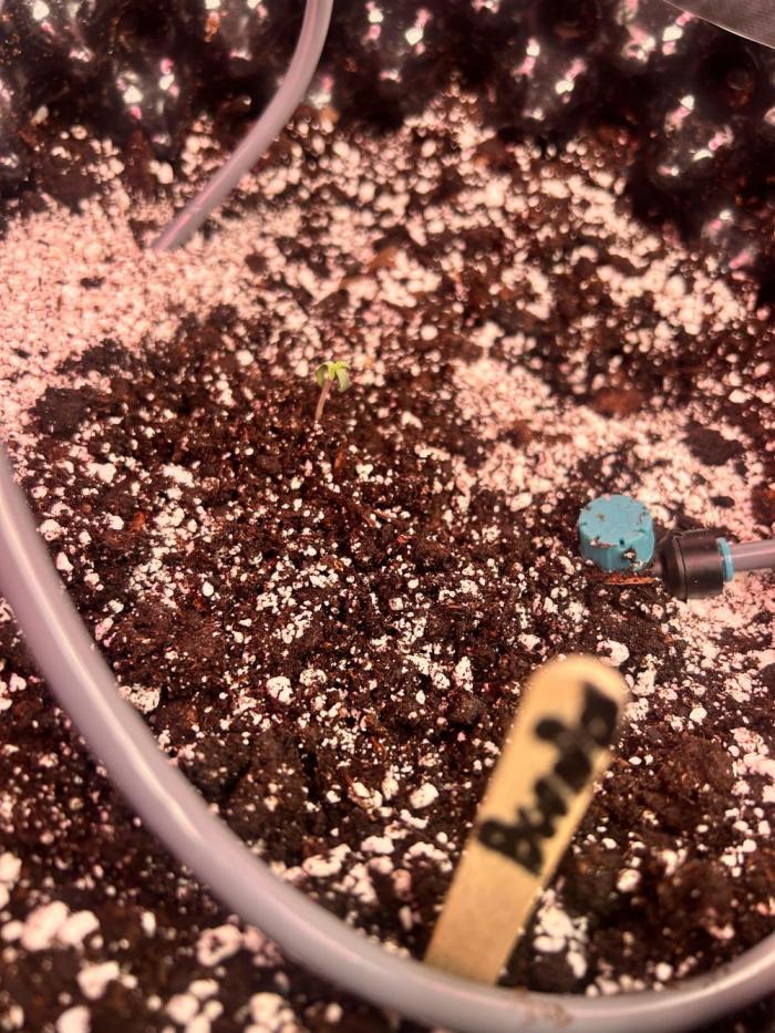 Boondox Glue #2. Week 1