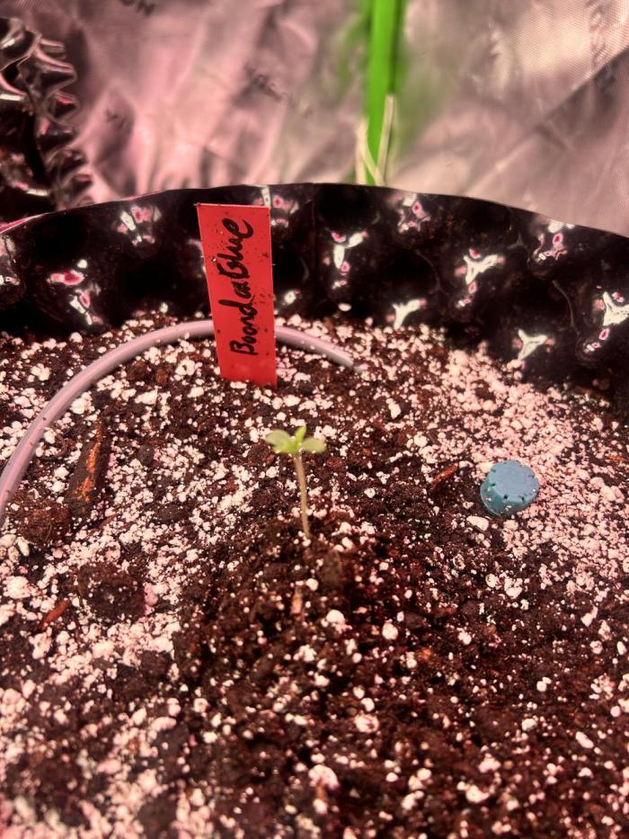 Boondox Glue #3. Week 1