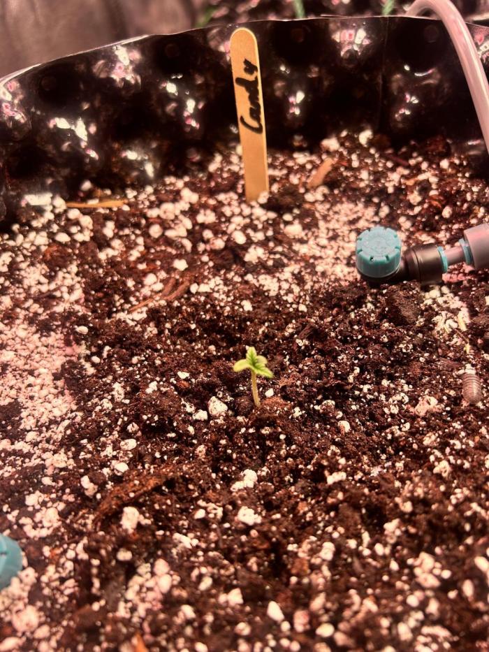 Auto candy #2. Week 1