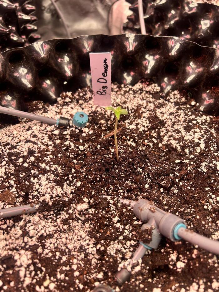 Big demon auto. Week 1