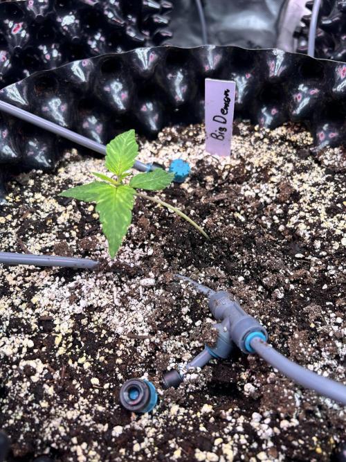 Big demon auto. Week 2