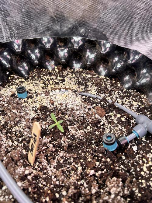 Boondox Glue. Week 2