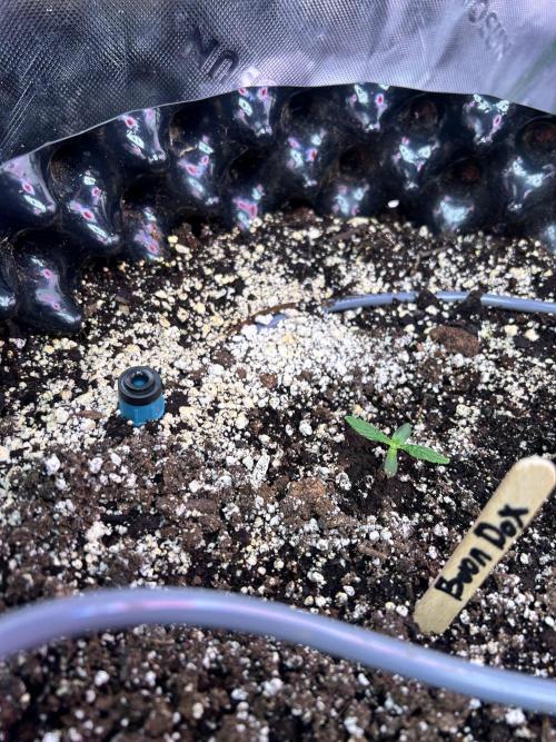 Boondox Glue. Week 2