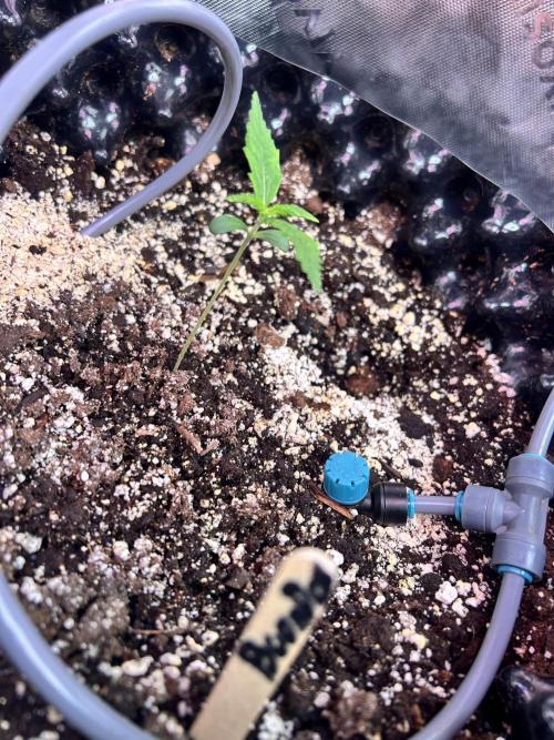 Boondox Glue #2. Week 2