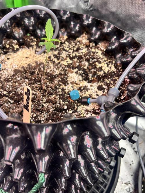 Boondox Glue #2. Week 2