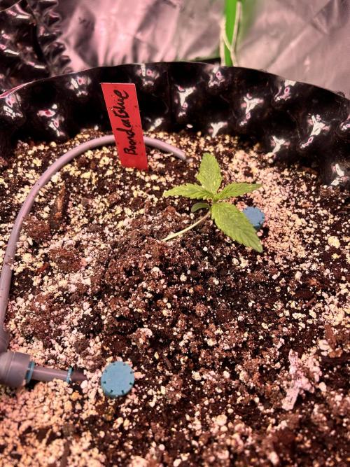 Boondox Glue #3. Week 2