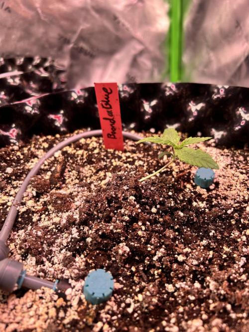 Boondox Glue #3. Week 2