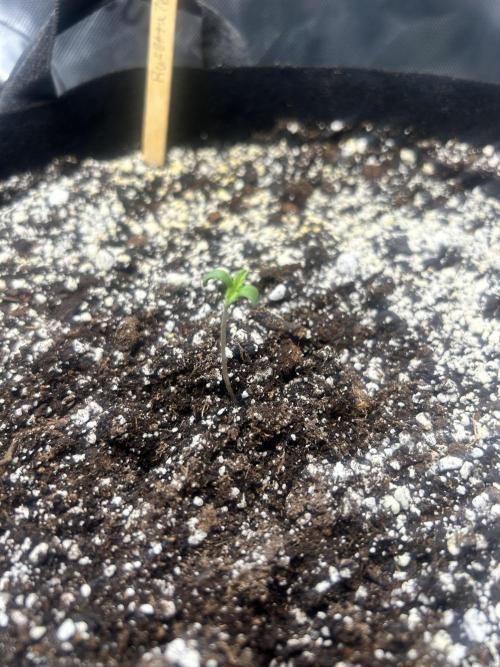 Rosetta 76 #2. Week 1