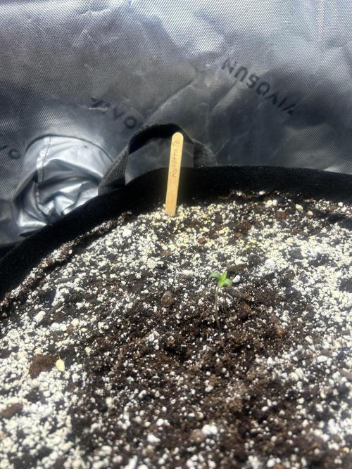 Rosetta 76 #2. Week 1