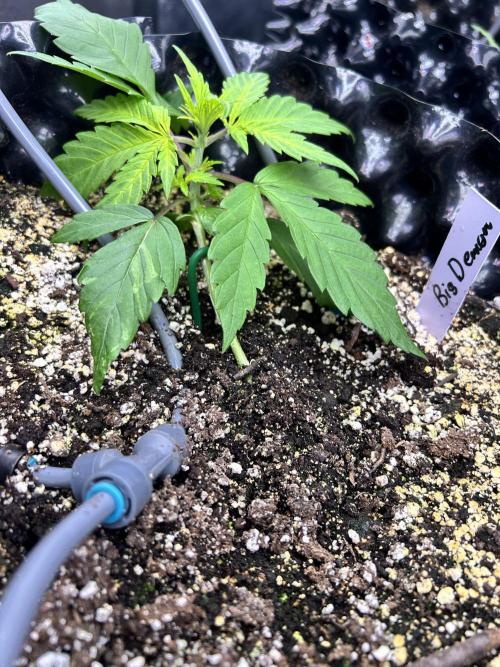 Big demon auto. Week 3